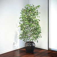 Ficus benjamina